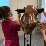 Simulateur d’INJECTION BOVINE – Image 2