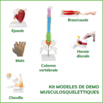 KIT DE MODELE DE DEMO MUSCULOSQUELETTIQUES pour former aux TMS