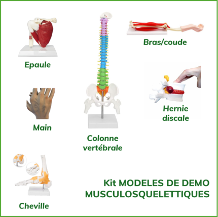 KIT DE MODELE DE DEMO MUSCULOSQUELETTIQUES pour former aux TMS