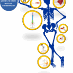 Kit MODELES DE DEMO MUSCULO SQUELETTIQUES