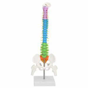 ANATOMIE COLONNE VERTEBRALE TMS