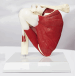 Simulateur de TMS – Image 15