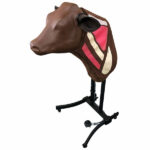 Simulateur d’INJECTION BOVINE