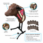 Simulateur d’INJECTION BOVINE – Image 6