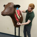 Simulateur d’INJECTION BOVINE – Image 4