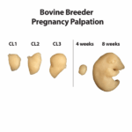 Simulateur d’INSEMINATION ARTIFICIELLE BOVINE « BREEDER » – Image 7