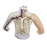 Simulateur d'INJECTION INTRA MUSCULAIRE